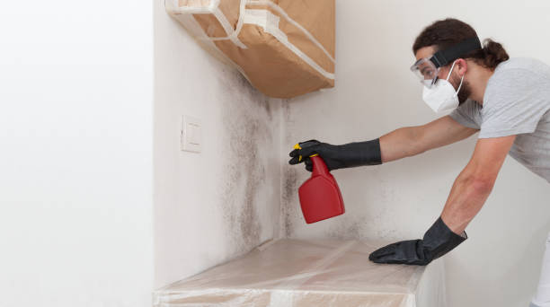 Professional Basement Mold Remediation technician working in Rebuck, PA