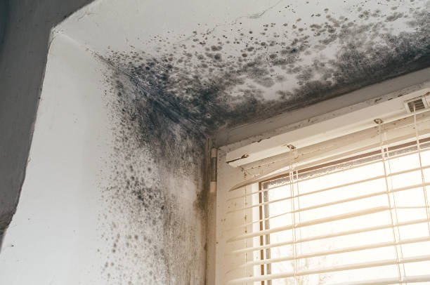 Affordable Basement Mold Remediation solutions in Rebuck, PA