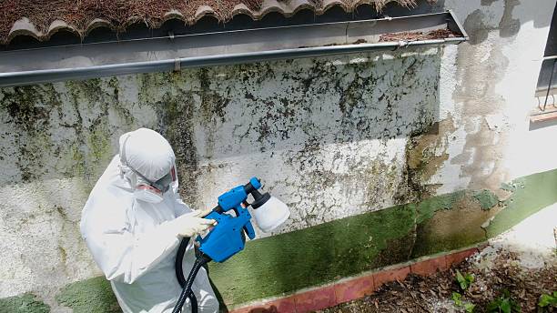 Top rated local Basement Mold Remediation specialists in Rebuck, PA